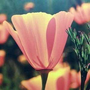 Meet your Posher, Nancy